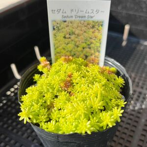 多肉植物　ドリームスター　セダム抜き苗　