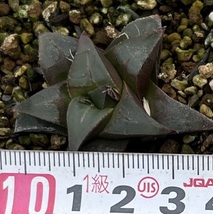 ハオルチア　Haworthia mirabilis cf muticoid MBB7500 Die kop_画像4