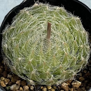 ハオルチア Haworthia semiviva Beaufort westの画像1