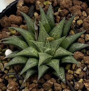 ハオルチア　Haworthia maraisii var.maraisii MBB6625 Sanddrift, NW Drew