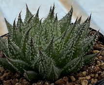 ハオルチア　Haworthia pubescens var.livida (2020年実生苗) _画像3