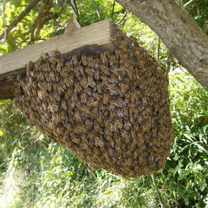 日本蜜蜂入り巣箱 スロープ３０巣門下箱、観察窓付き継箱５段飼育重箱式巣箱 、２４ ４ １の画像4