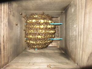  Japan molasses bee entering nest box second new woman . group slope 30 nest . under box, observation window attaching . box 5 step breeding multi-tiered food box type nest box,