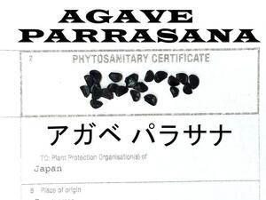 10月入荷 50粒+ アガベ パラサナ 証明書あり 種 種子