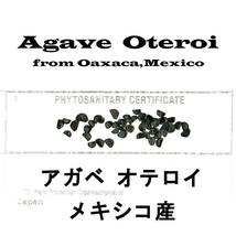 11月入荷 20粒+ メキシコ産 オテロイ 種子 種 証明書あり Agave oteroi チタノタ titanota FO-076 アガベ_画像1