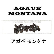 1月入荷 100粒+ アガベ モンタナ 種子 種子 Agave montana_画像1