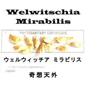 4月入荷 15粒 ウェルウィッチア ミラビリス 奇想天外 種子 種 証明書ありの画像1