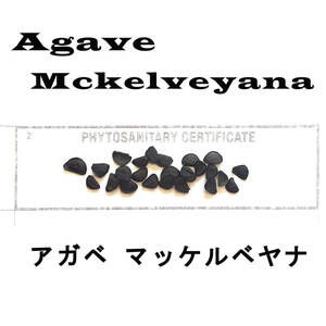 4月入荷 アガベ マッケルベヤナ Agave mckelveyana 10粒+ 種子 種