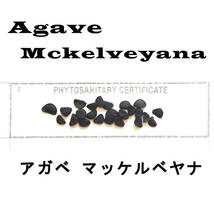 4月入荷 アガベ マッケルベヤナ Agave mckelveyana 20粒+ 種子 種_画像1