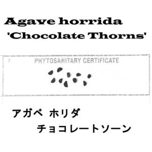 4月入荷 20粒+ アガベ ホリダ チョコレートソーン 種子 種 証明書あり