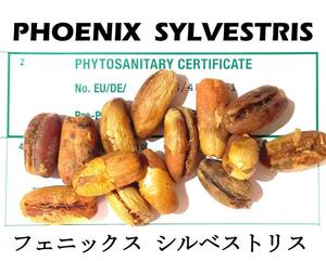 3月入荷 20粒 ナツメヤシ シルバーデーツパーム シルベストリス 種子 種 証明書あり
