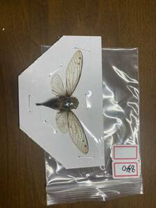 840 広西チワン族自治区産 セミ 標本 Meimuna opalifera