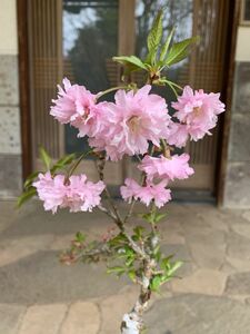 八重咲き桜 山桜 鉢ごと発送