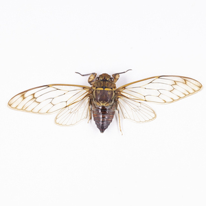 Cicadidae sp. 26 ジャワ島のセミ標本 ジャワ島