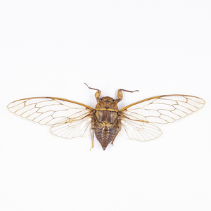 Cicadidae sp. 12 ジャワ島のセミ標本 ジャワ島