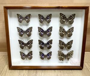  rare! butterfly specimen oo purple Germany box butterfly . Osaka (metropolitan area) treasure collector that time thing Vintage M10