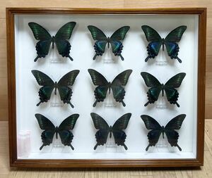  rare! butterfly specimen Miyama kalasage is Germany box butterfly . Osaka treasure collector that time thing Vintage treasure X3