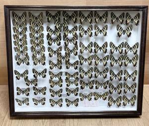  rare! butterfly specimen gi borderless .u Germany box butterfly . Aichi prefecture Nagoya treasure collector that time thing Vintage M2