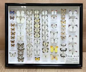  rare! butterfly specimen Africa keni assy maca sichou.korotis Germany box butterfly . treasure collector that time thing Vintage M13