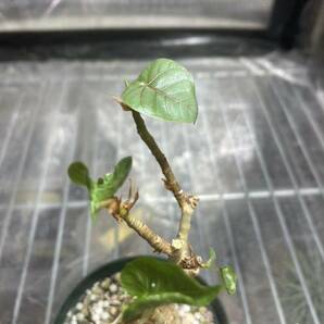 ficus petiolarisの画像3