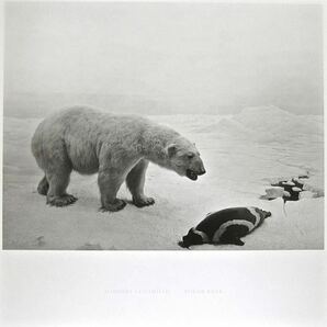 真作保証 杉本博司 ポスター POLAR BEAR STARS展 ☆ ポーラー ベア HIROSHI SUGIMOTO シロクマ 森美術館の画像1