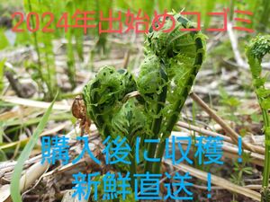 コゴミ　タイムセール　8日採れ　富山県産　北陸　被災地から　600g