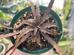 アロエ・プロストラータ Aloe prostrata