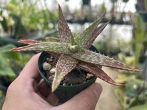 アロエ・テゲティフォルミス　Aloe tegetiformis_画像5