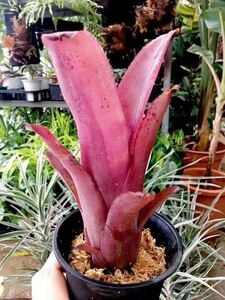 ビルベルギア・ウォーターメロンマン Billbergia 'Watermelon Man'