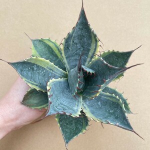 3希少　アガベ　オバティサナ　シースター　斑入り　極上斑　特選優良株　Agave Ovatisana Sea Star