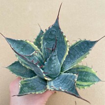 3希少　アガベ　オバティサナ　シースター　斑入り　極上斑　特選優良株　Agave Ovatisana Sea Star_画像3