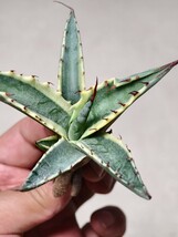 24Agave montana Tiffan　希少 特選優良株アガベ　モンタナ　ティファニー　斑入り_画像5