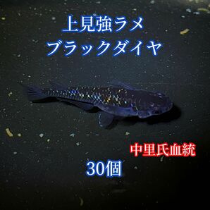 上見強ラメブラックダイヤ　有精卵30個