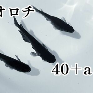 オロチ有精卵40＋a