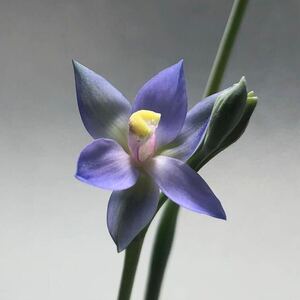 洋蘭原種　テリミトラ　Thelymitra pauciflora 2球