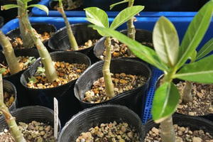 Adenium arabicum 　実生株　5株セット　アデニウム　アラビカム