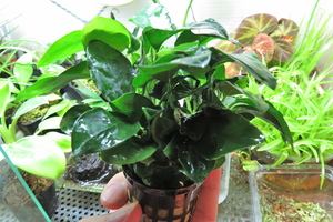 [20POT limitation special price ] large volume POT Anubias nana1POT Anubias nana