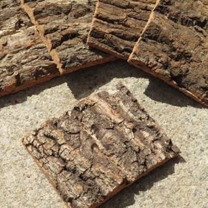 20枚 コルク 樹皮 コルク板 10×8ｃｍ（厚約10ｍｍ以下）洋蘭 原種 チランジア エアープランツ 小型 ビカクシダ ラン コルクの画像1