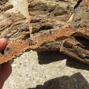 20枚 コルク 樹皮 コルク板 10×8ｃｍ（厚約10ｍｍ以下）洋蘭 原種 チランジア エアープランツ 小型 ビカクシダ ラン コルクの画像2
