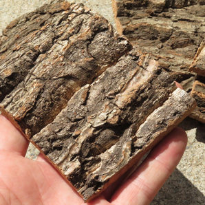 20枚 コルク 樹皮 コルク板 10×8ｃｍ（厚約10ｍｍ以下）洋蘭 原種 チランジア エアープランツ 小型 ビカクシダ ラン コルクの画像3