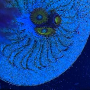 USAマメスナ ピカチュウ サンゴの画像3
