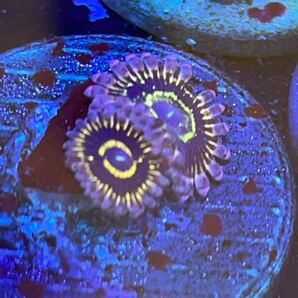 ストラトスフィア USAマメスナ サンゴの画像1