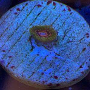 グランドマスタークラカトア USAマメスナ 小粒 サンゴ の画像2