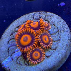 USAマメスナ マンゴーコーラル サンゴの画像1