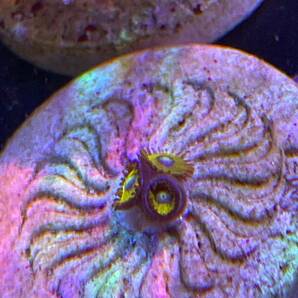 USAマメスナ ピカチュウ サンゴの画像2