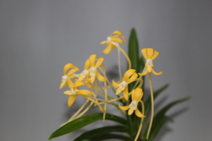 濃い黄花（良い香り）　　３　　　富貴蘭　フウラン　長生蘭　山野草　東洋蘭