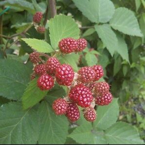 ブラックベリー　挿し木苗