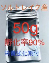 【コスパ抜群　ぜひお試しください】送料無料　ソルトレイク産　高品質ブラインシュリンプ　50g 栄養強化剤サンプル付き_画像1