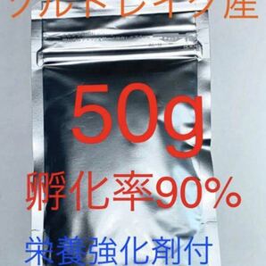 【コスパ抜群 ぜひお試しください】送料無料 ソルトレイク産 高品質ブラインシュリンプ 50g 栄養強化剤サンプル付きの画像1