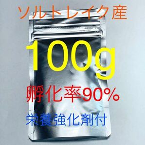 【コスパ抜群】送料無料 ソルトレイク産 高品質ブラインシュリンプ 100g 栄養強化剤サンプル付き の画像1